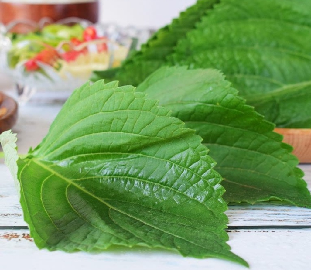 SHISO VERT 绿紫苏 12 pc