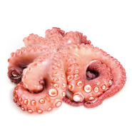 [FP-2618-25] 章鱼 Octopus/Pulpo 15.50 EUR/kg 2-3KG