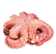 [FP-2618-25] 章鱼 Octopus/Pulpo 3-4 kg（4）