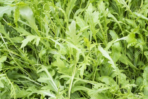 [L-021] 芝麻草 150g Roquette